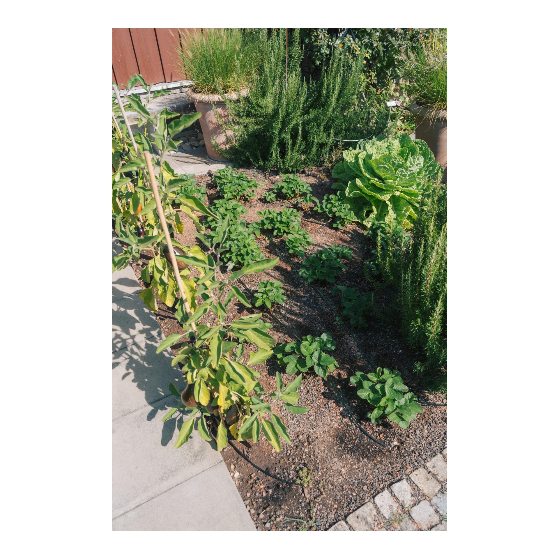 Drip-Set Bewässerung Gemüse und Blumenbeete Drip-Set Bewässerung Gemüse und Blumenbeete